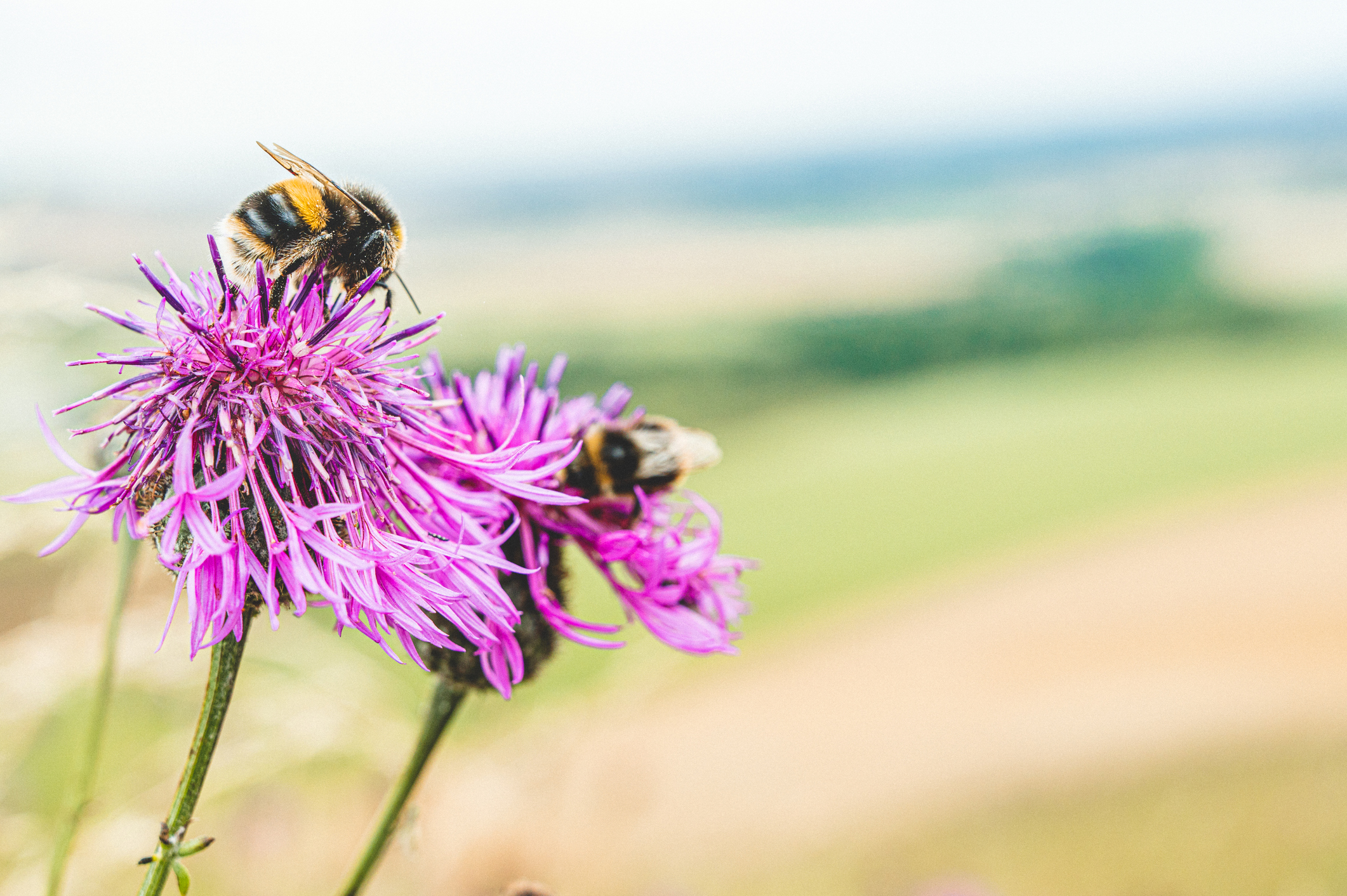 bees_on_clover_non_organic.jpg
