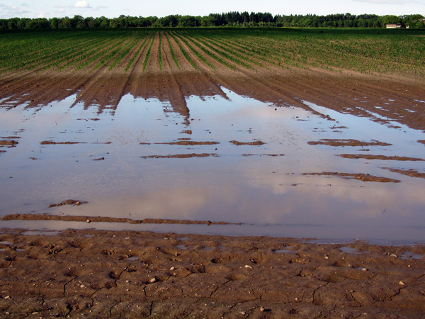 flooded-field