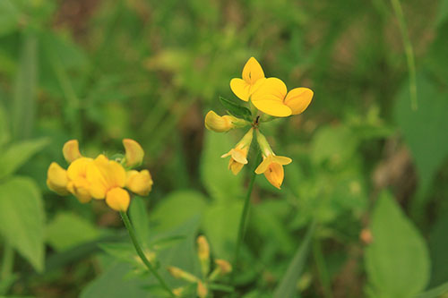 web-herbal-leys-birdsfoot