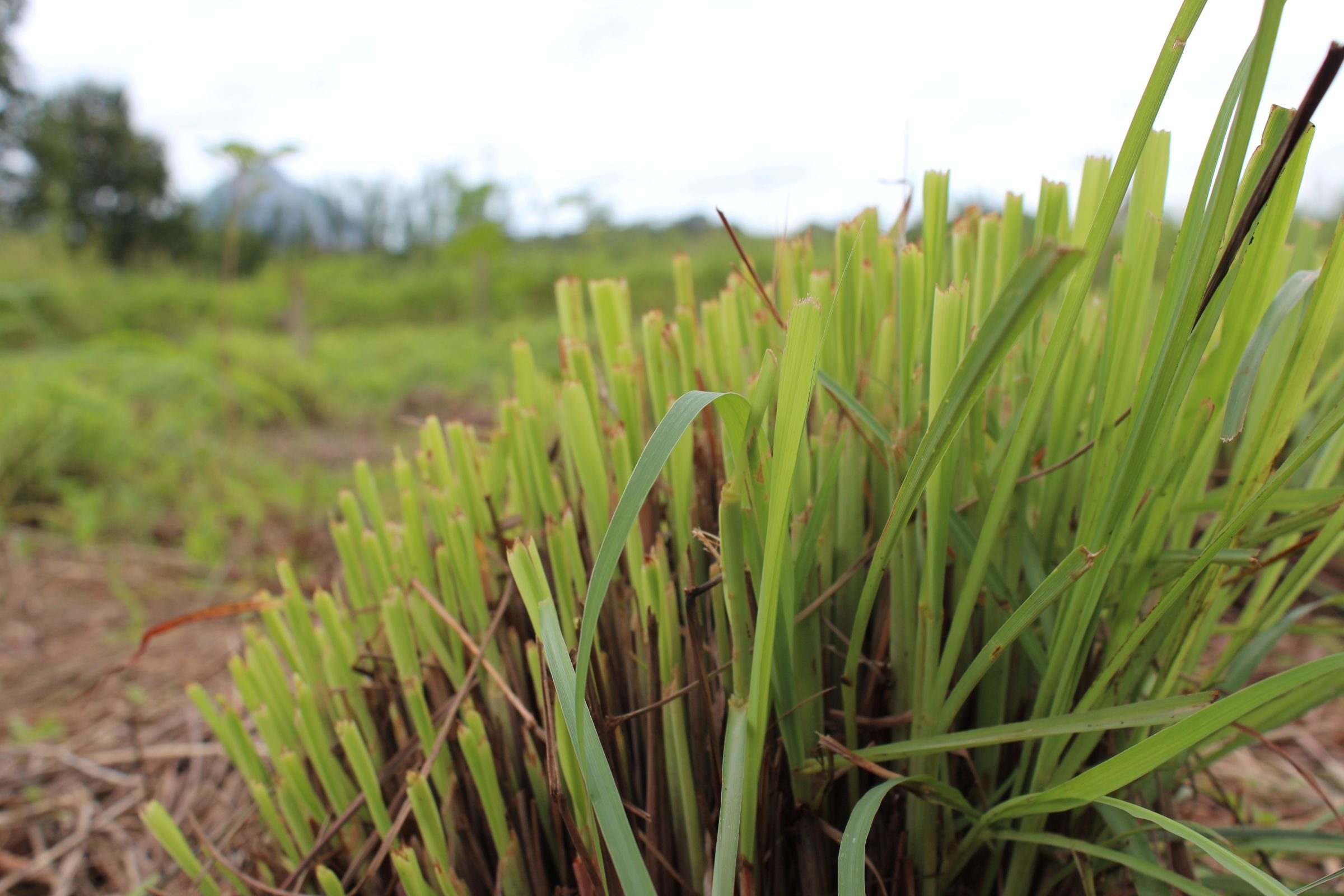 Lemongrass growing, with blunt cuts made to its long stems as though recently harvested