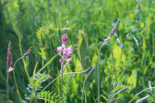 web-herbal-leys-sainfoin