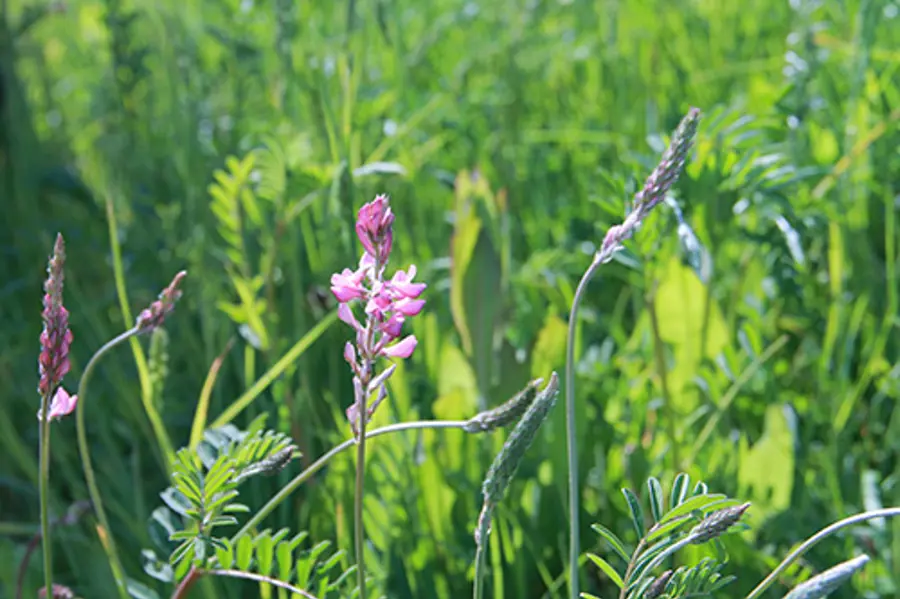 web-herbal-leys-sainfoin