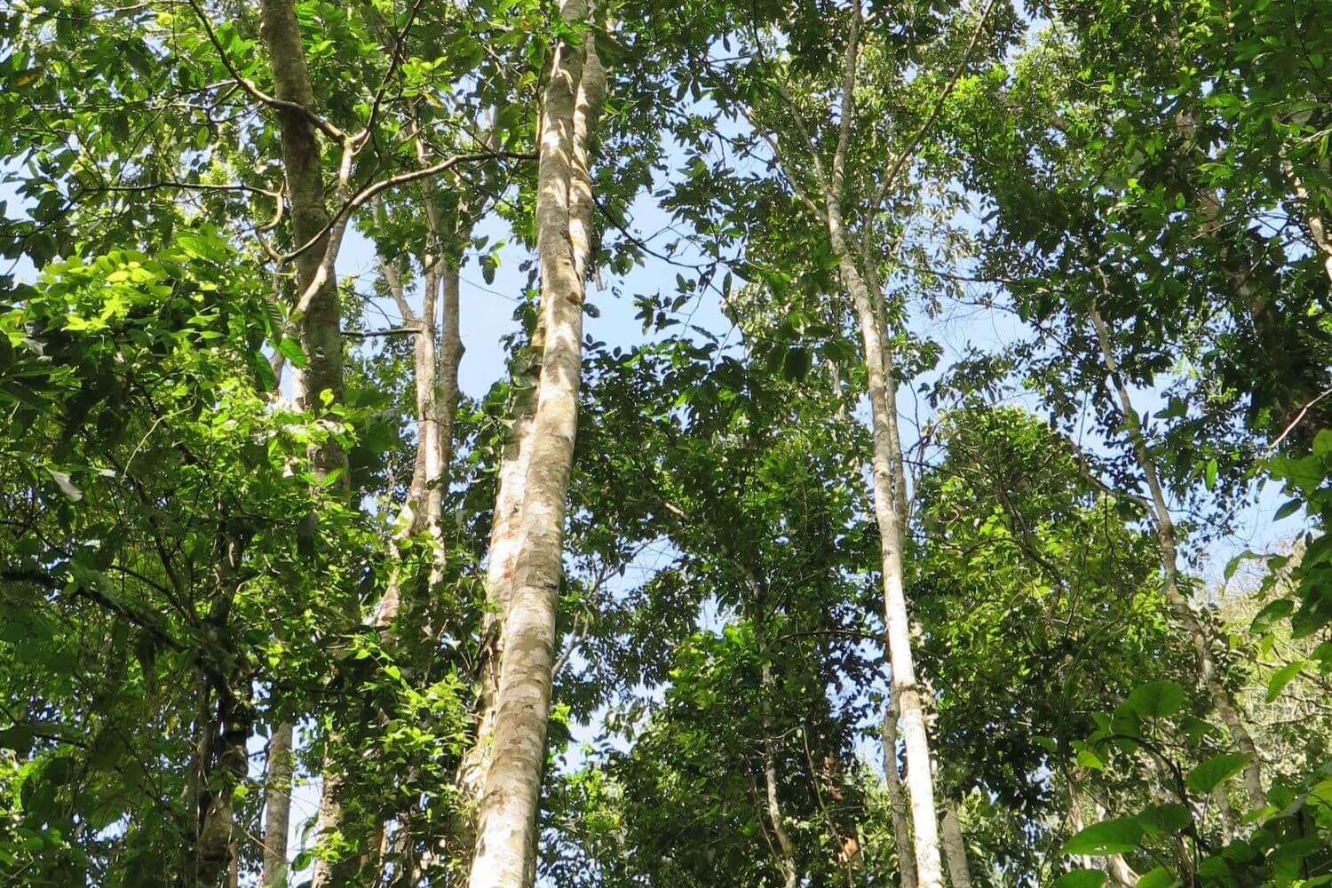 The underside of a canopy of trees