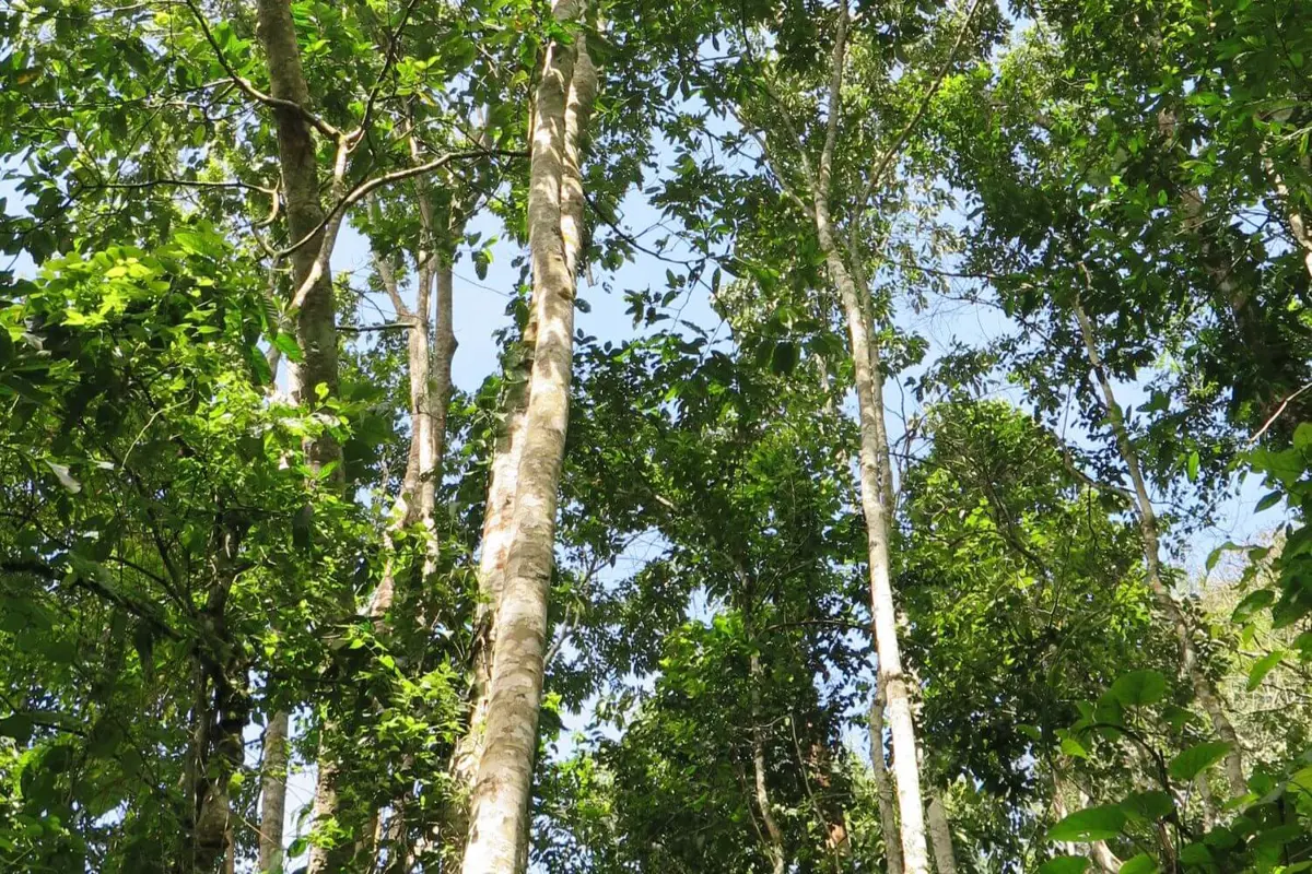 The underside of a canopy of trees