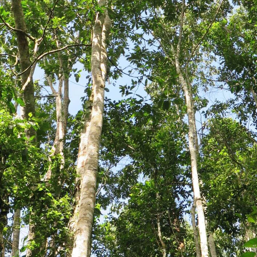 The underside of a canopy of trees