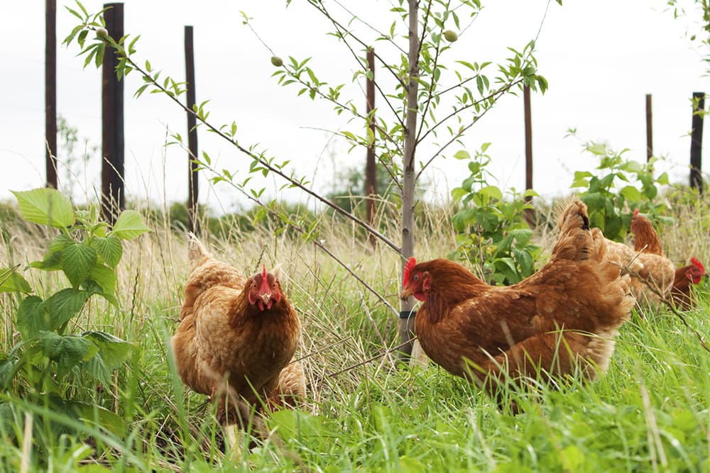 Chlorinated chicken