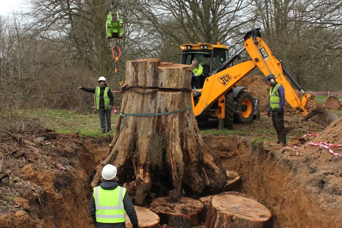 A group of people burying part of a deceased oak trunk below ground using a JCB