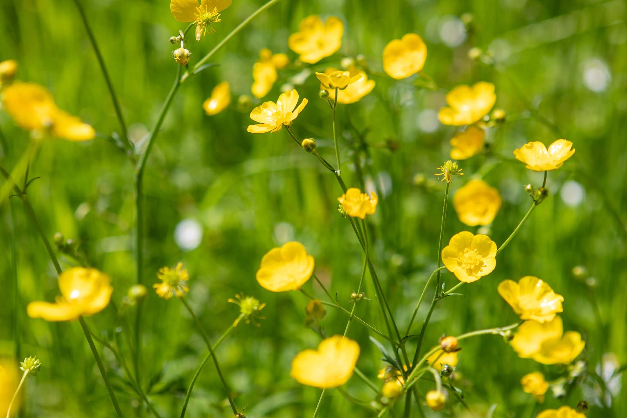 Bright buttercups in a field