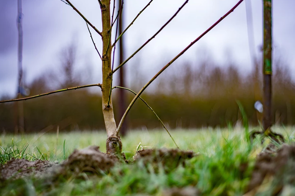 tree-planted-in-soil