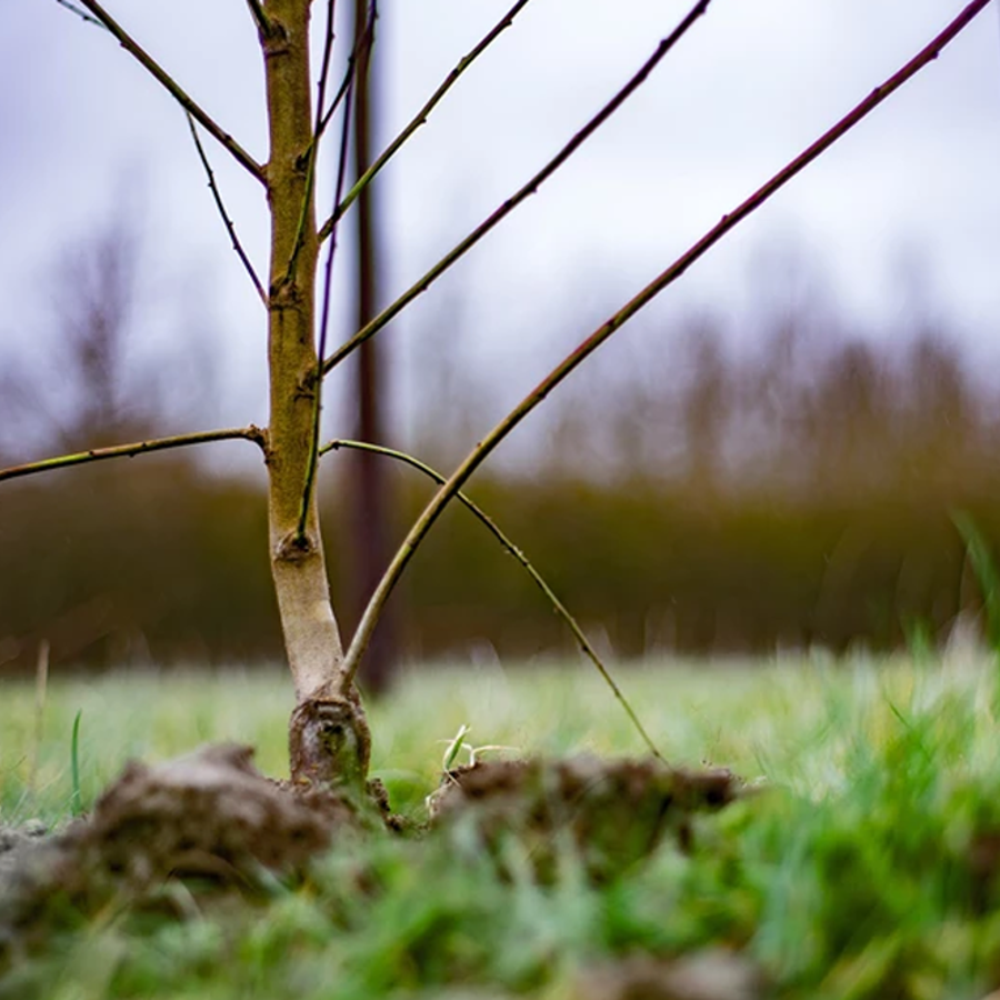tree-planted-in-soil