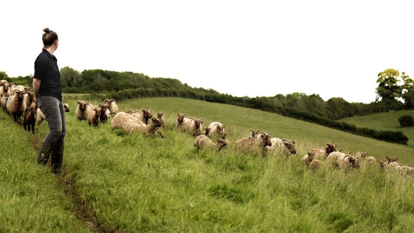 Woman looks out over a field of sheep