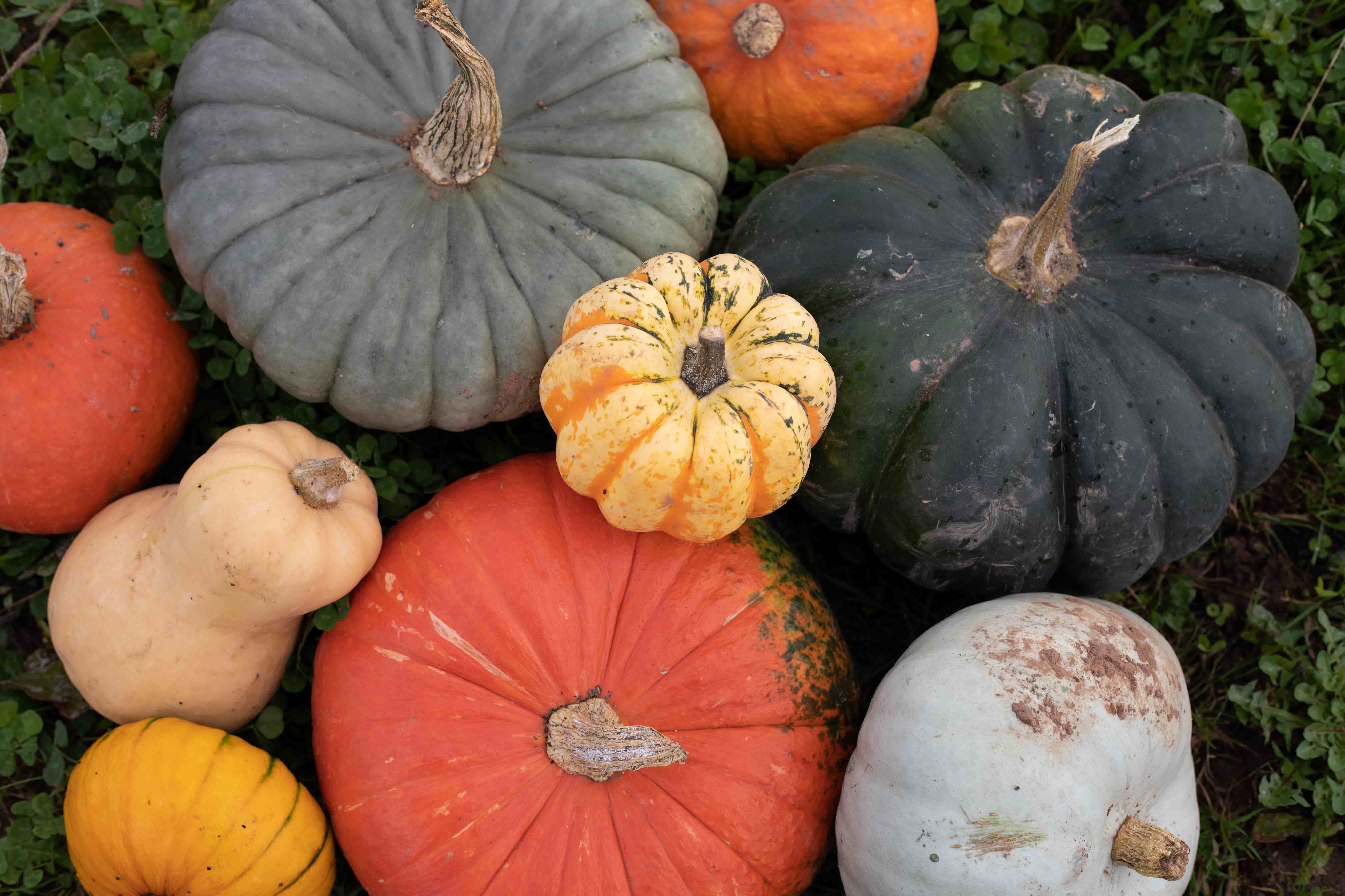 What is organic food?