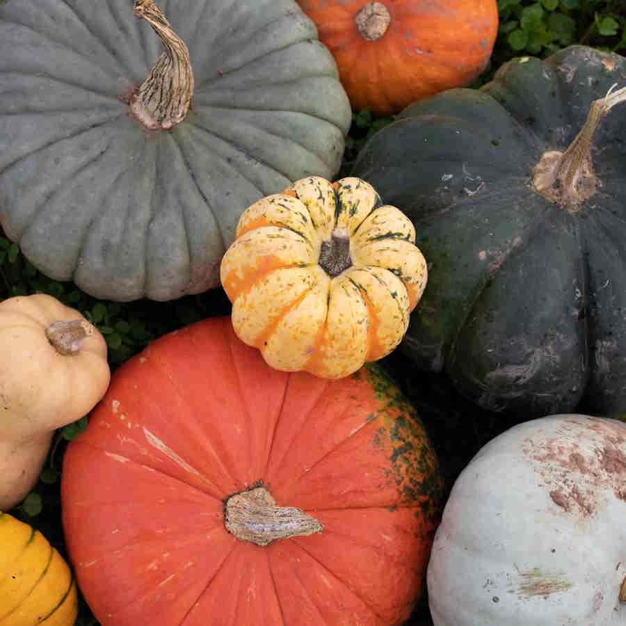A selection of different colour squash