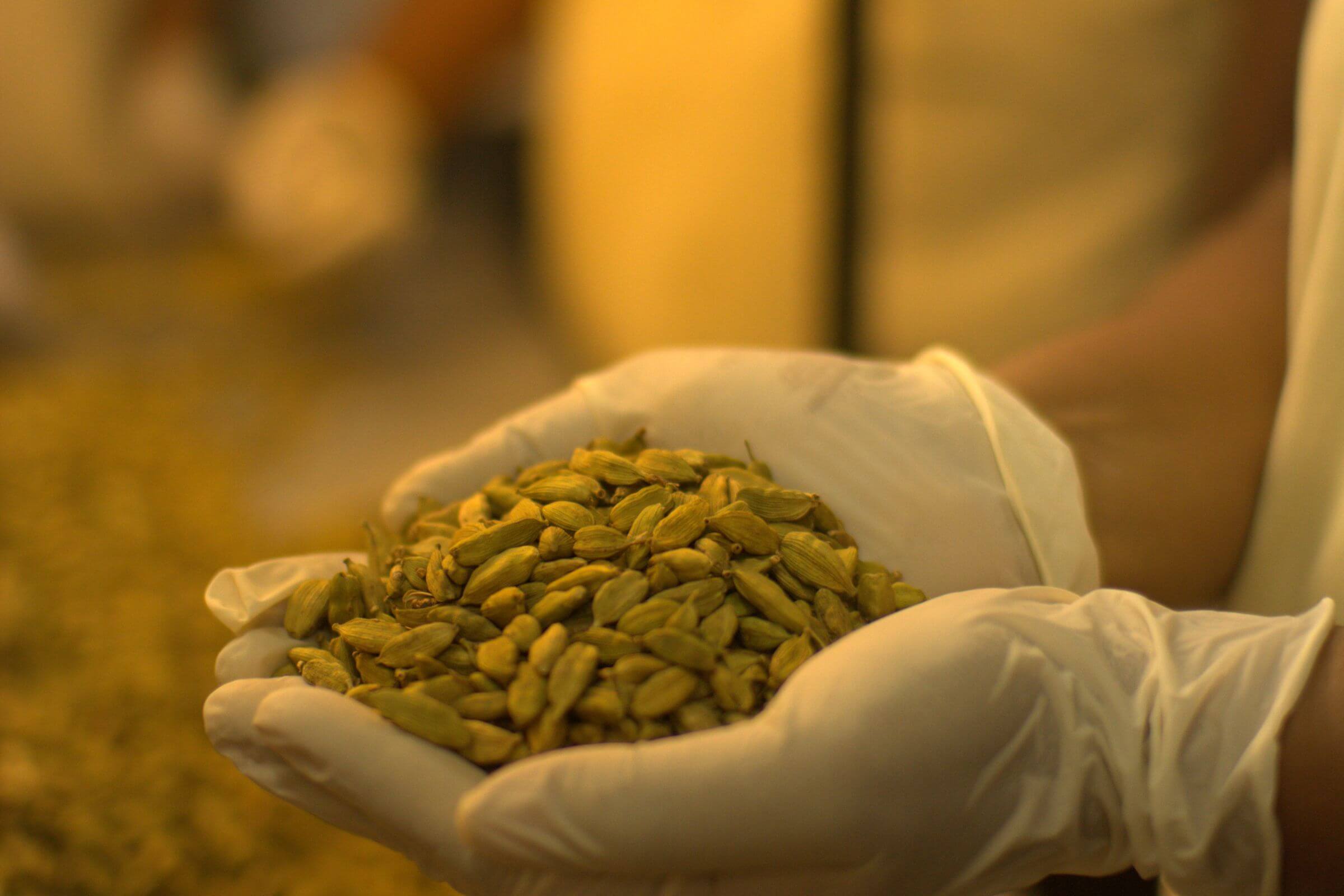 Person wearing rubber gloves handles cardamom pods