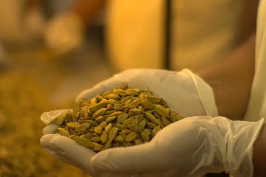 Person wearing rubber gloves handles cardamom pods