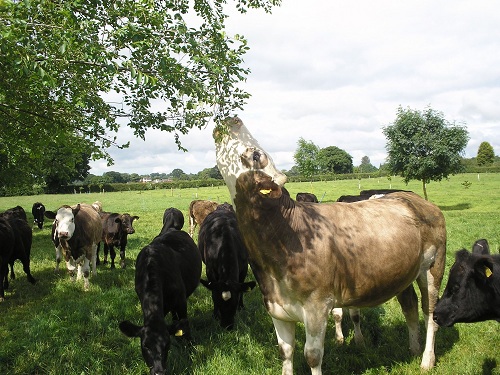 A brown and white cow browsing from a tree in a field, with other cows in the background.