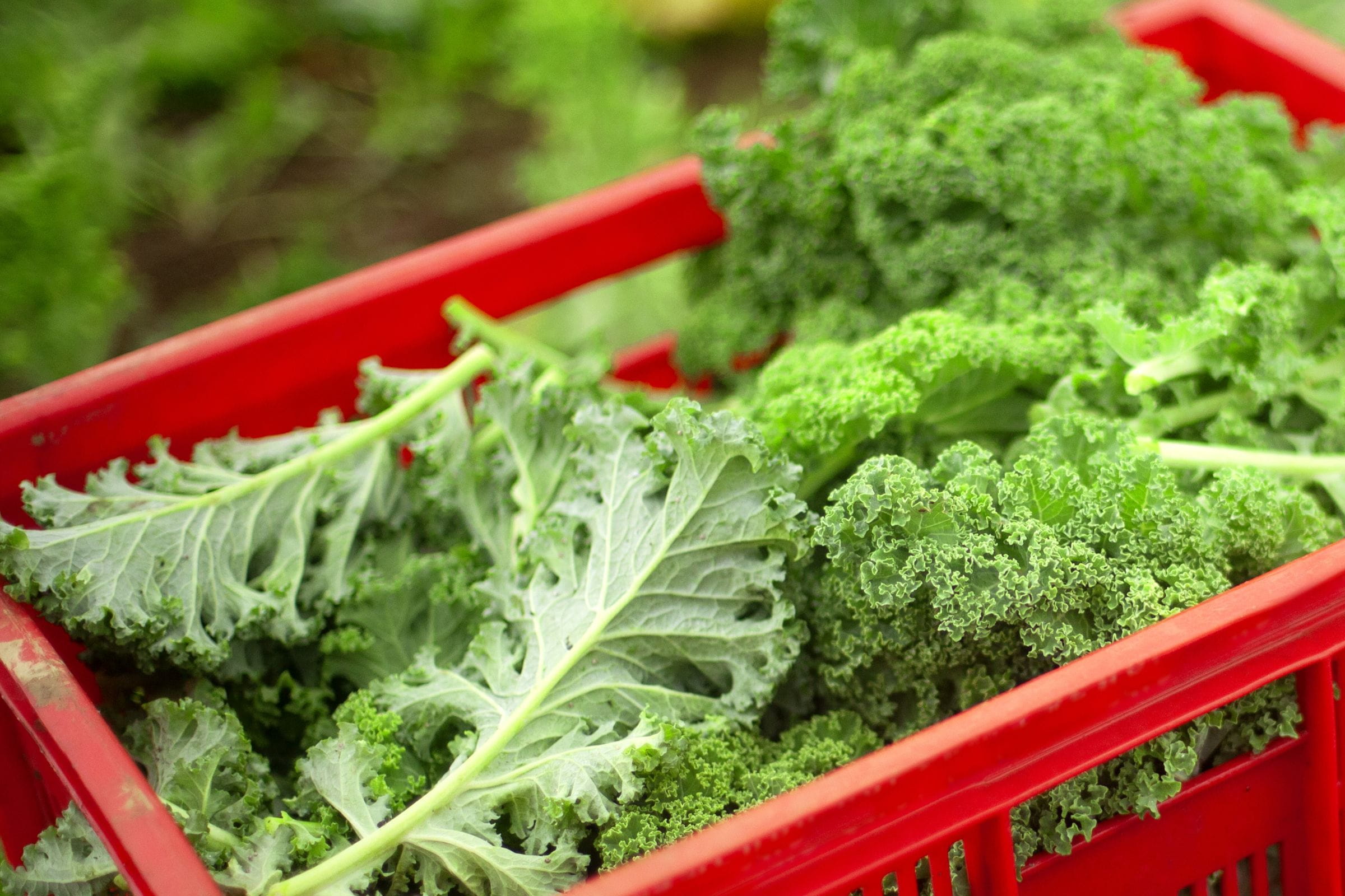 Crate of fresh kale