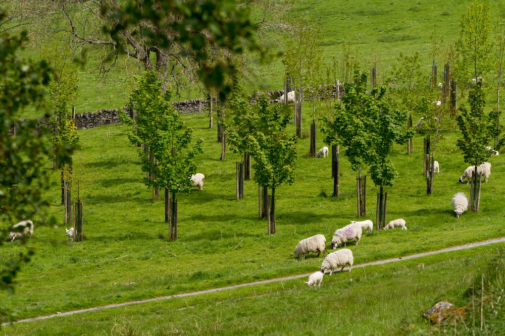 agroforestry-sheep-in-trees