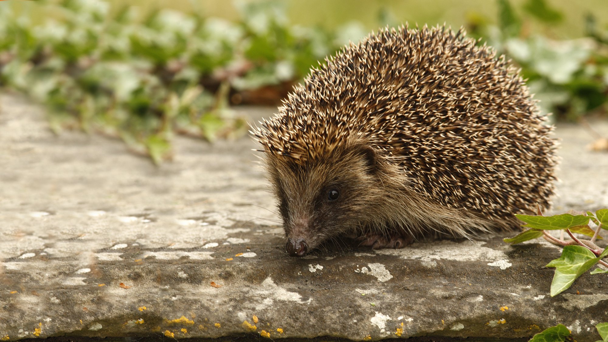 Hedgehog out in daytime on concrete. 
