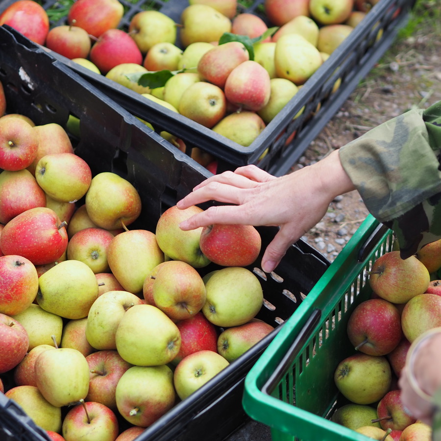 Apples_Organic_CommunityFarm_TeamDay_Sept2025_CoraliH_Nocreditrequired (38).JPG