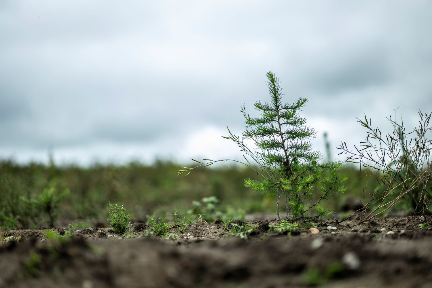 A tree sampling growing