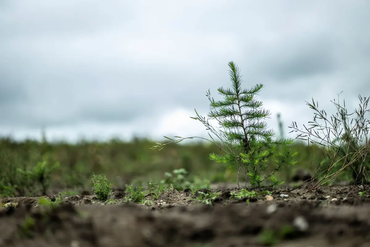 A tree sampling growing