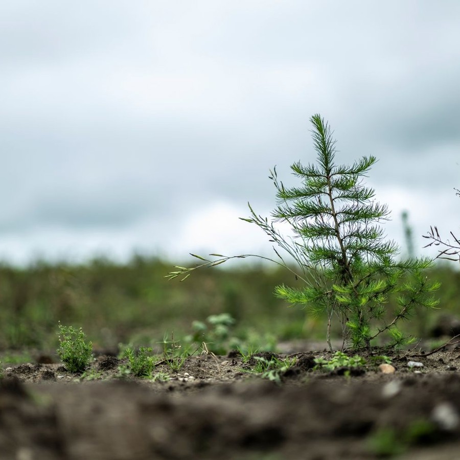 A tree sampling growing