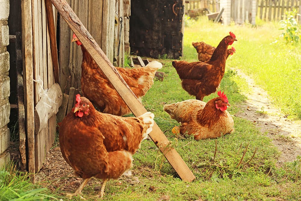 Four light brown chickens on the grass next to a wooden fence. 