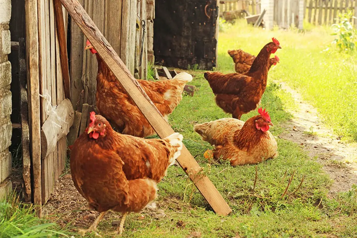 Four light brown chickens on the grass next to a wooden fence. 