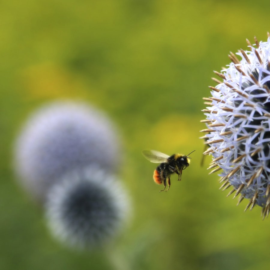 Bee flying toward a white round flower. 