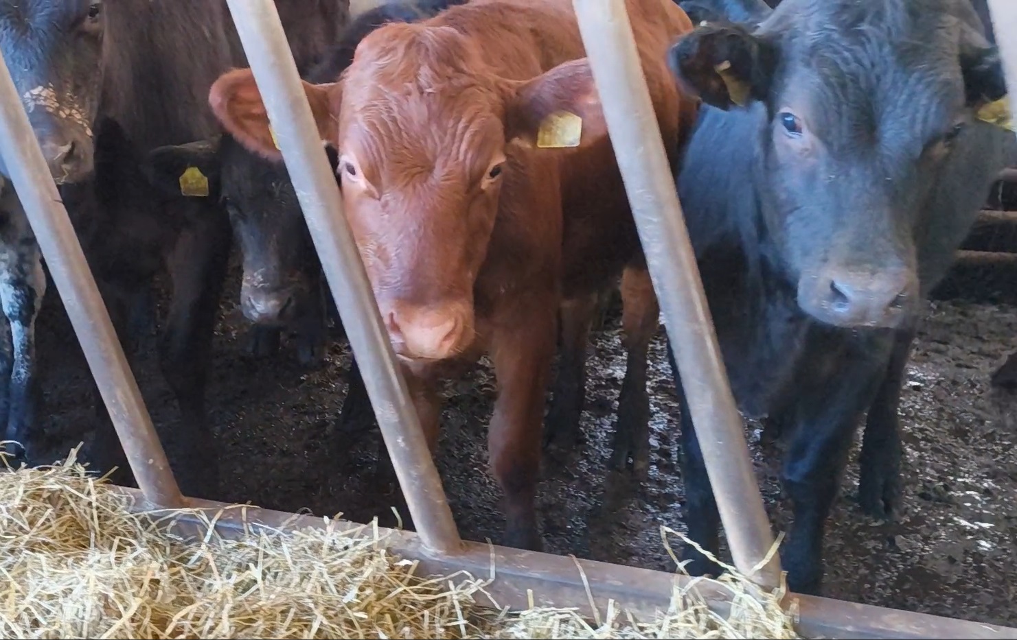 cattle-at-tregooden-farm-