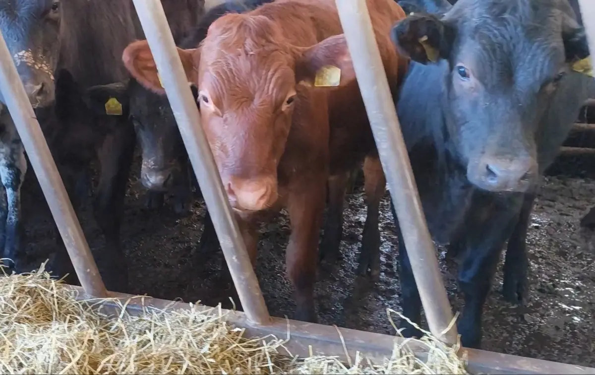 cattle-at-tregooden-farm-