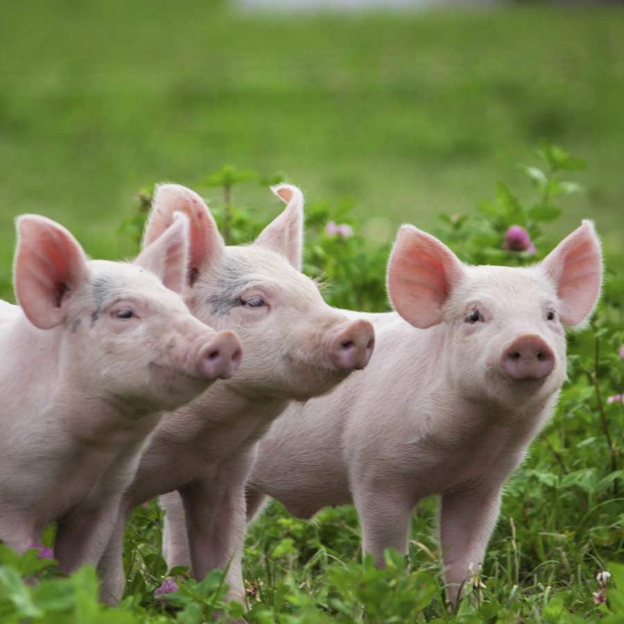 Three piglets stand in an unmowed field with pink and white wildflowers.