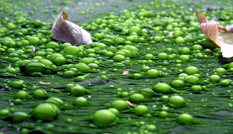 eutrophication_in_river_non_organic
