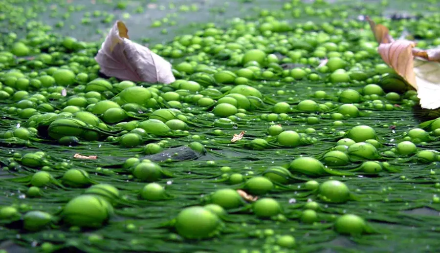 eutrophication_in_river_non_organic