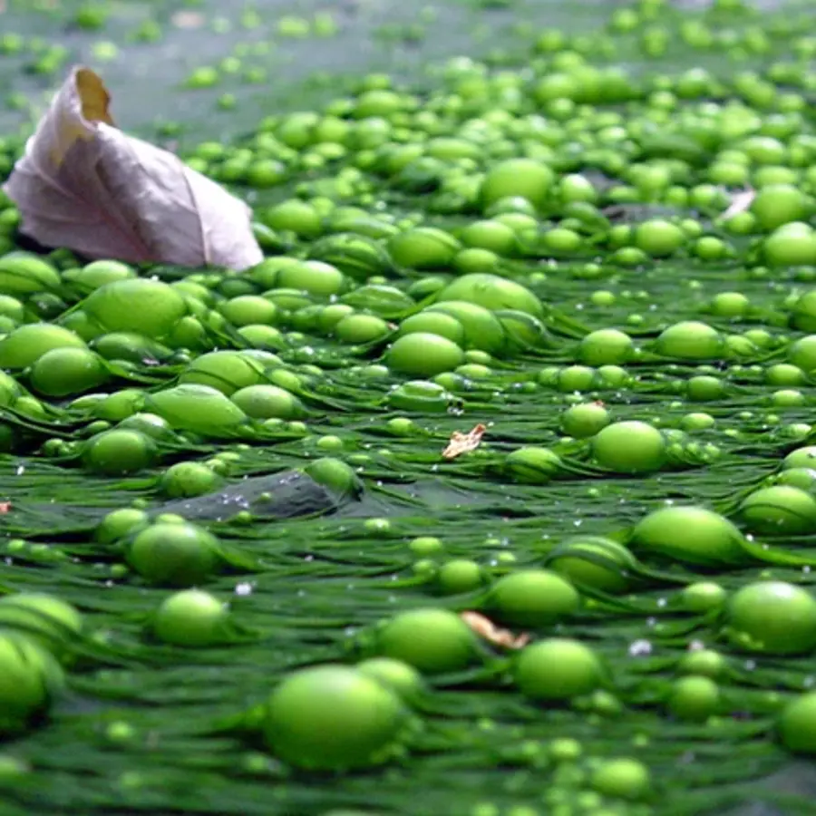eutrophication_in_river_non_organic
