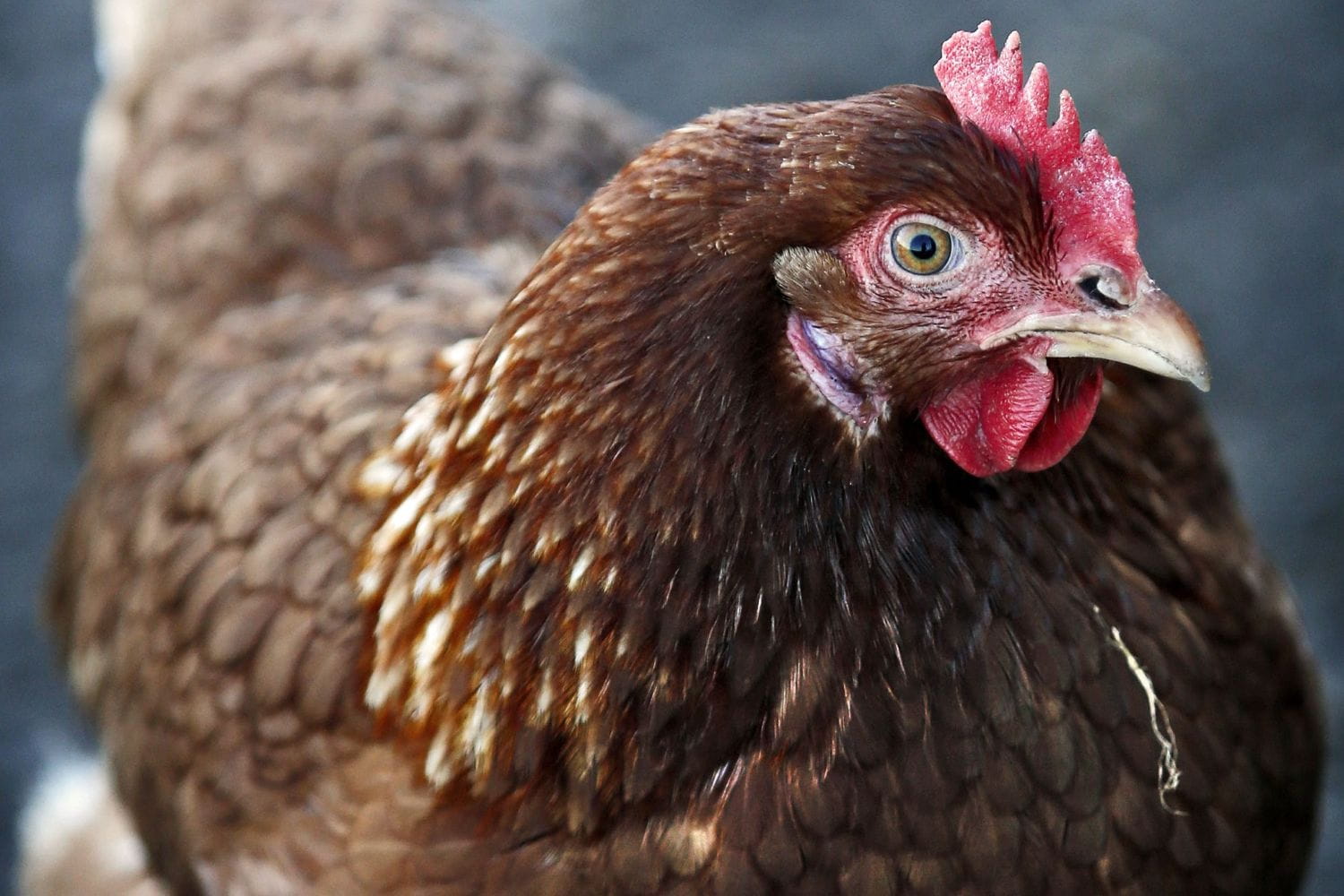 Close up of a chicken