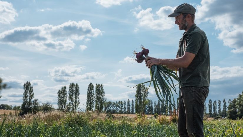 Farmer in a field holding freshly harvested onions