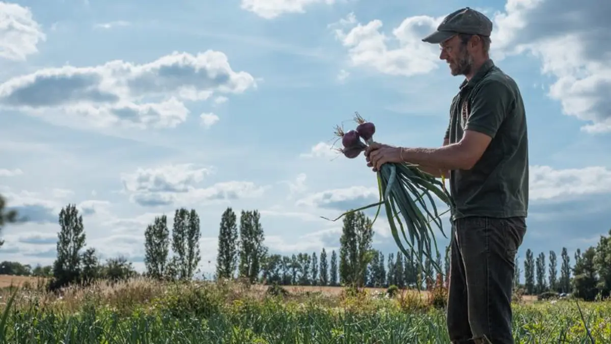 Farmer in a field holding freshly harvested onions