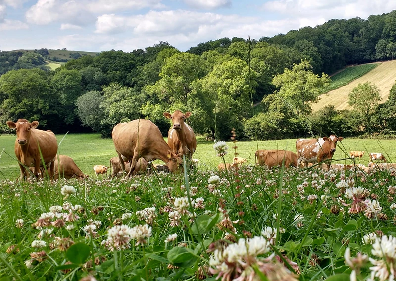 A herd of brown cows in a hilly field covered in white flowering clover.