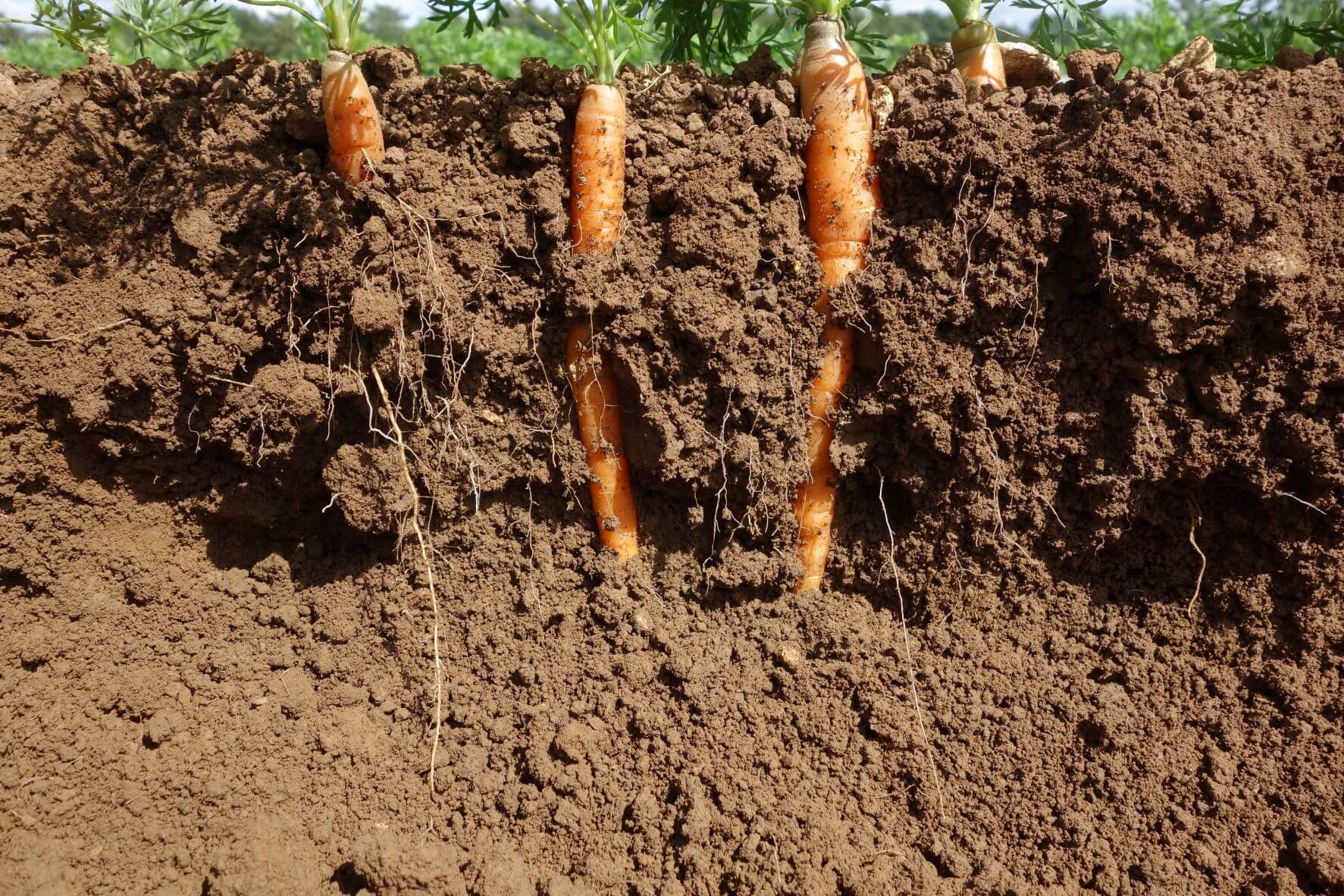 Cross section of carrots growing beneath the surface. 