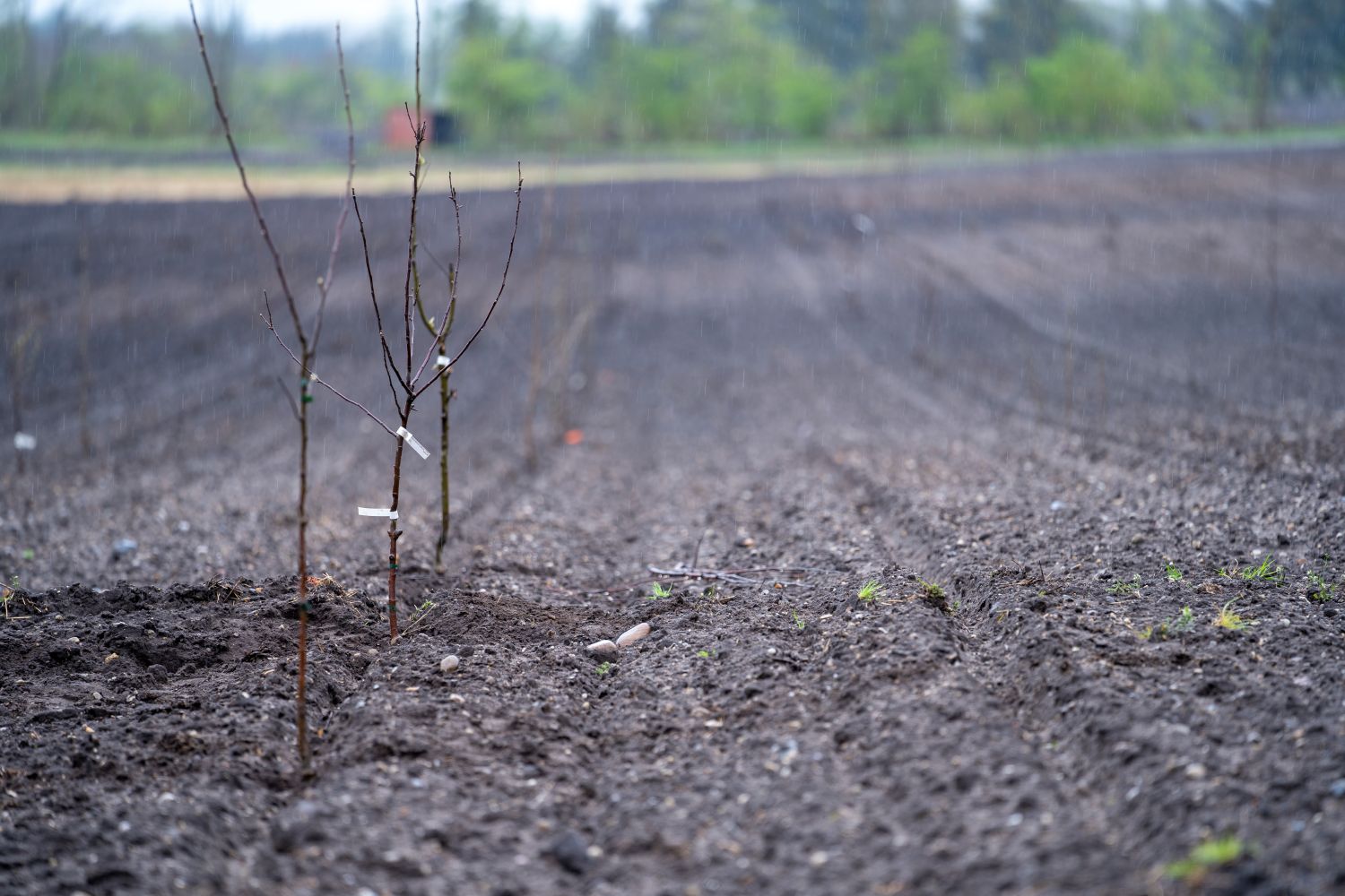 Saplings growing in bare earth