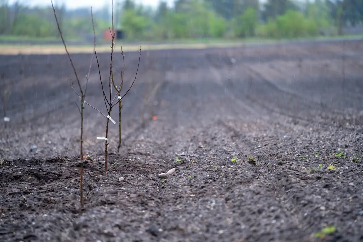 Saplings growing in bare earth