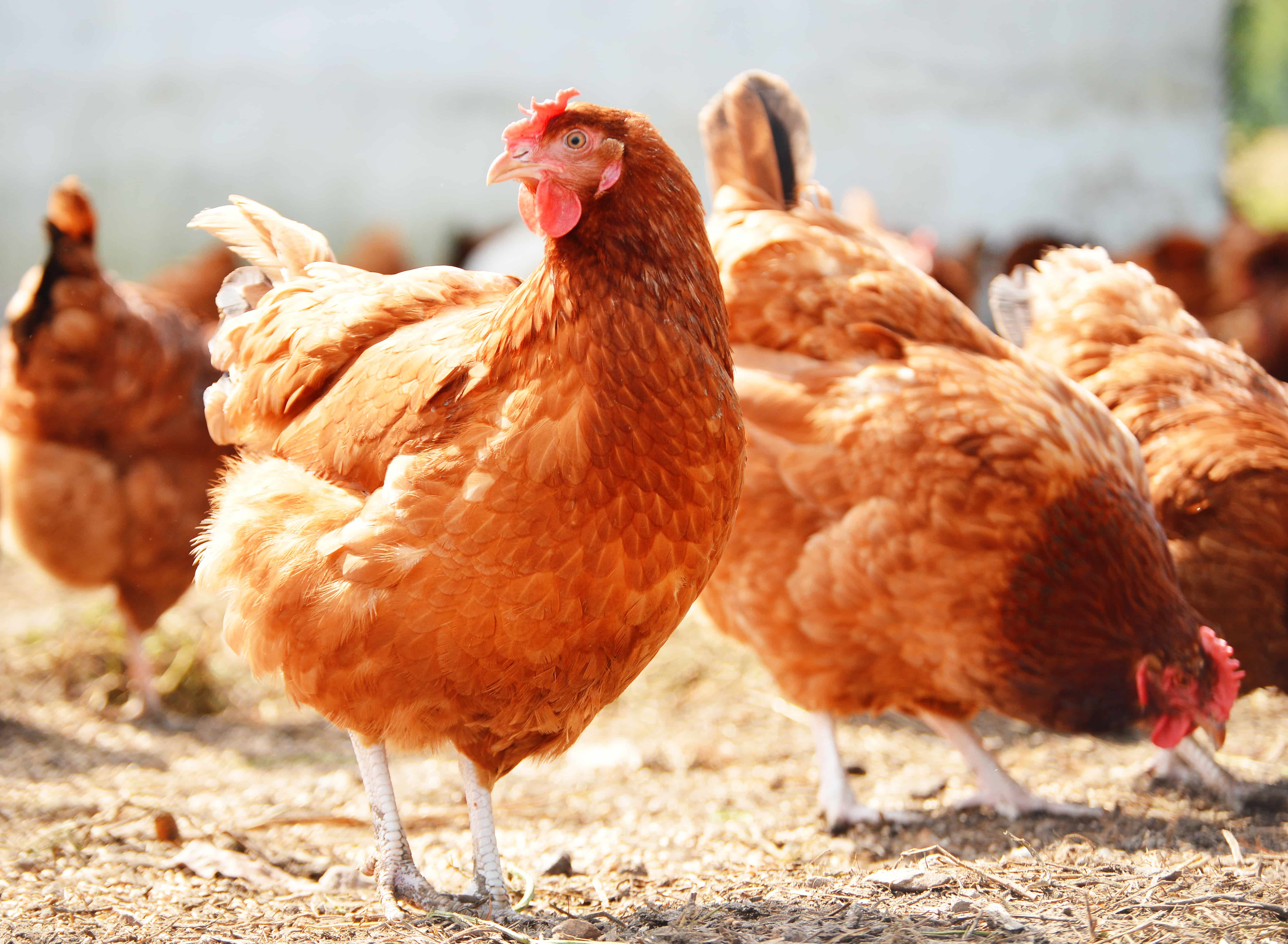 Organic poultry suppliers