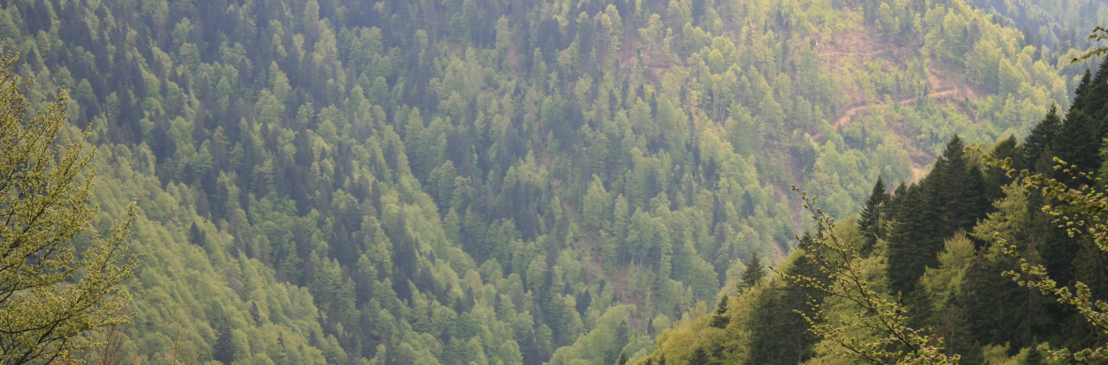An aerial view of a large evergreen forest