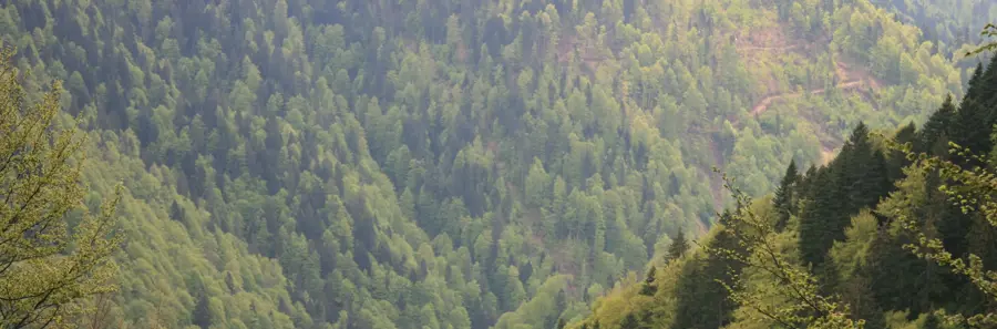 An aerial view of a large evergreen forest