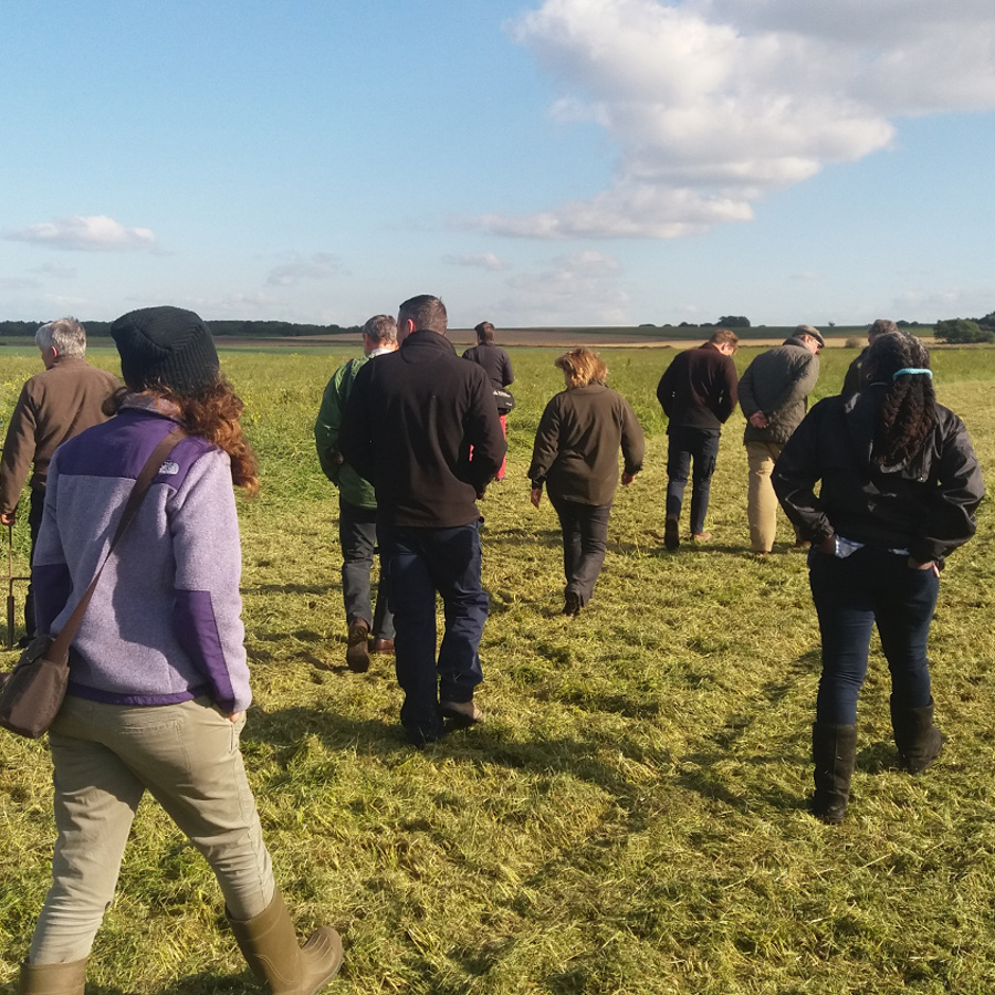 A group of 12 people striding through a field.