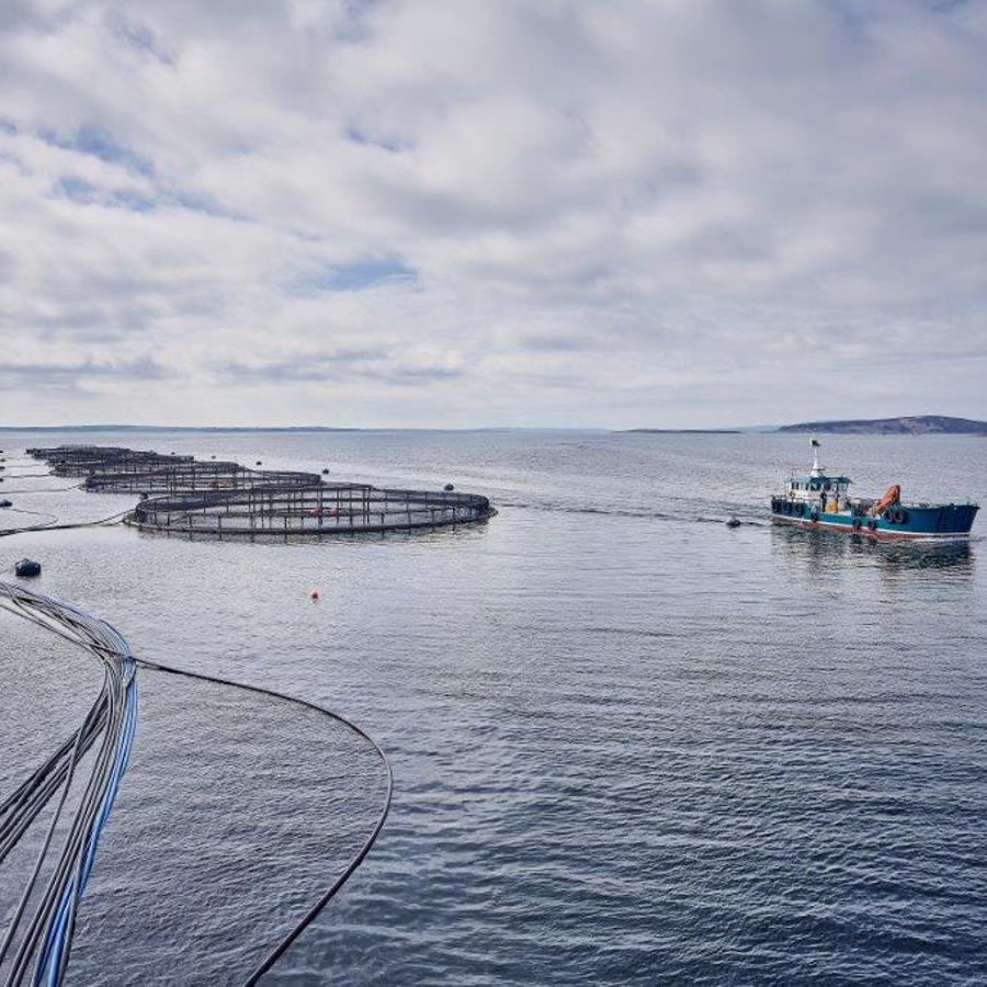 A salmon farm