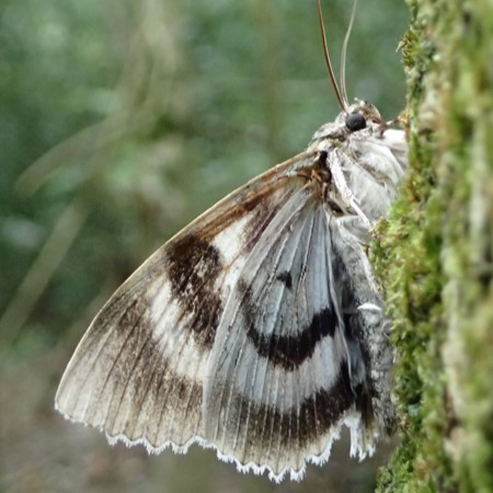 A moth on a mossy tree