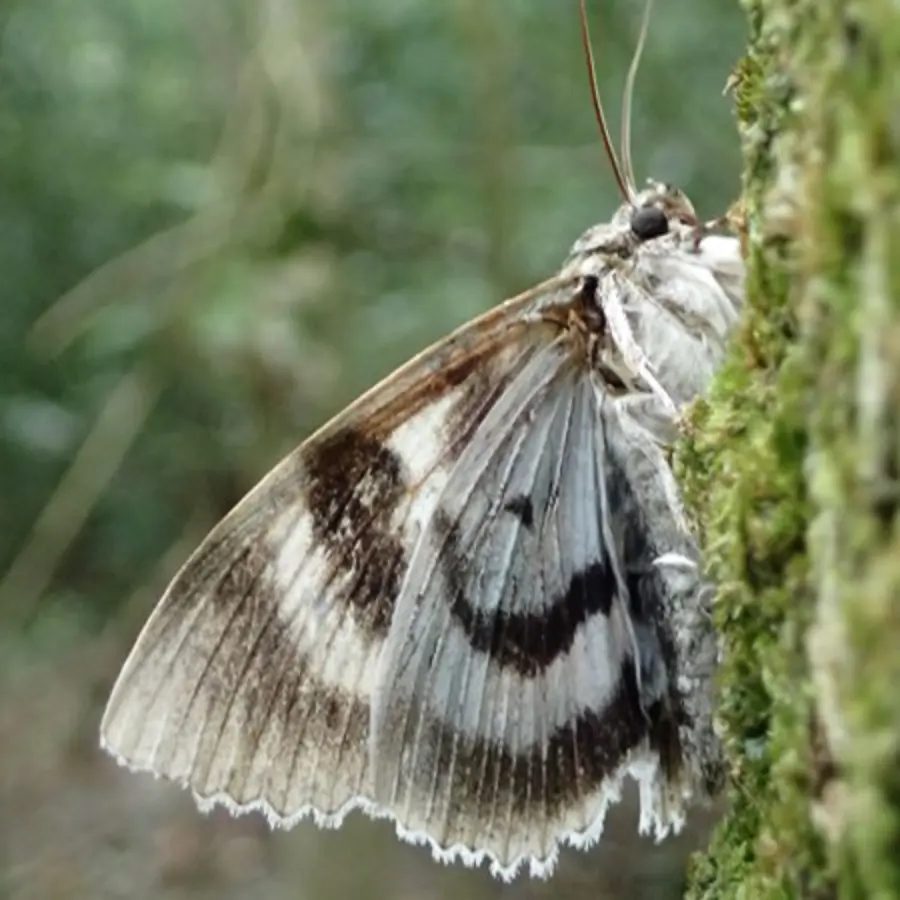 A moth on a mossy tree